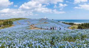 国営ひたち海浜公園のネモフィラ2026｜見頃はいつ？混雑・アクセス・駐車場・料金・ツアーを徹底解説