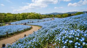 【2026年最新】国営ひたち海浜公園へのドライブ・アクセス完全ガイド！ネモフィラ渋滞回避・駐車場・車で楽しめるおすすめルート